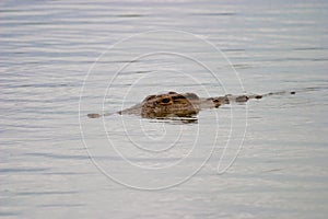 Crocodile park kruger south africa reserves and protected airs of africa