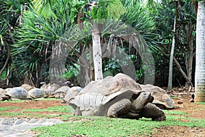 The crocodile park in Mauritius, Africa. Tartaruga gigante looking at camera photo