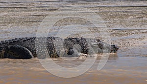 Crocodile in the Parque Natural Petenes photo