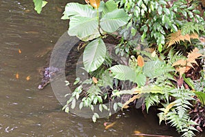 A crocodile partially submerged in a river behind some foliage stalking