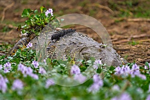 Crocodile with pink hyacinth bloom flower. Danger animal in Kazinga Channel, Queen Elizabeth N, Uganda, wildlife nature. Nile