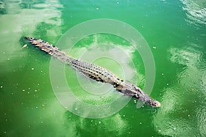 Crocodile in pond