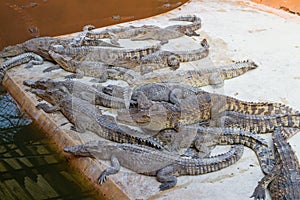 Crocodile pond with many large crocodiles