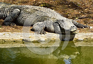 Crocodile on the pond shore.