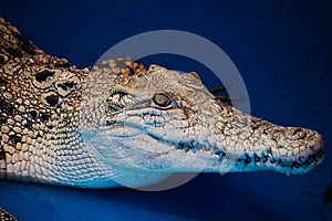 Crocodile in the pool