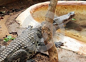 Crocodile a Predator Animal