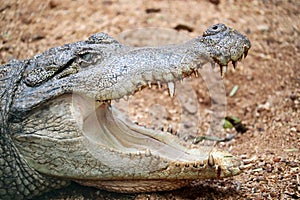 Crocodile a Predator Carnivorous Animal