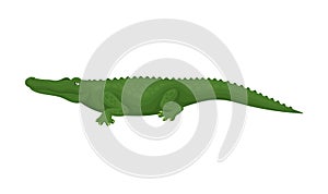 Crocodile, predatory amphibian animal, side view vector Illustration on a white background