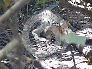 crocodile rainforest Kuranda river Australia Cairns Tropical North Queensland
