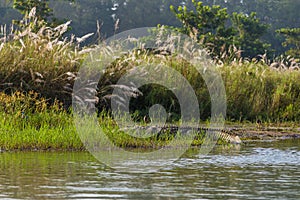 Crocodile in the Rapti river in Chitwacrocodilen , Nepal