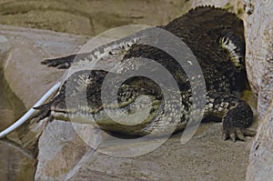 A crocodile recline and look calmly in the cage