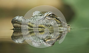 Crocodile reflection