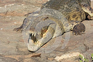 Crocodile