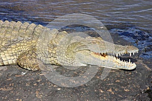Crocodile