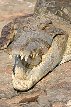 Crocodile