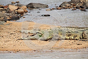Crocodile