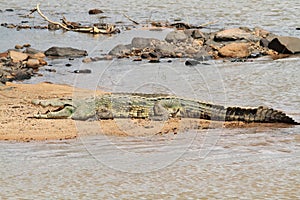 Crocodile