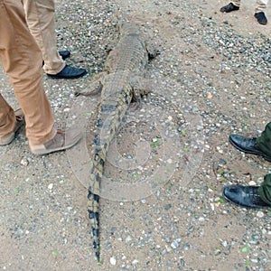 Crocodile Rescue at Mikumi Village