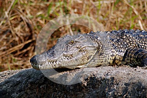 Crocodile