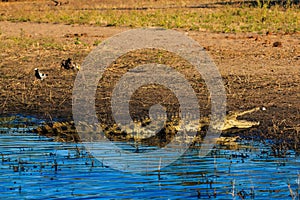 Crocodile resting and cooling riverfront Chobe Botswana Africa