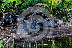 Crocodile resting at the edge of a mangrove in the state of Oaxaca.