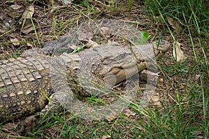 Crocodile resting on the grass in the jungle.