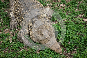 Crocodile resting on the grass in the jungle.