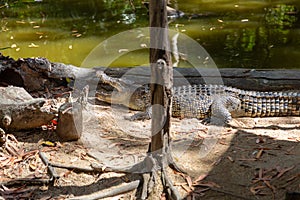 Crocodile resting by a lake in HARTLEY’S CROCODILE ADVENTURES