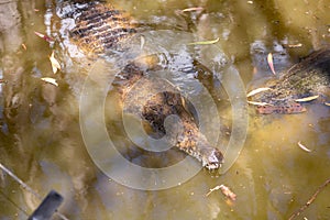 Crocodile resting in a lake in HARTLEY’S CROCODILE ADVENTURES