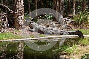 Crocodile resting by a lake in HARTLEY’S CROCODILE ADVENTURES