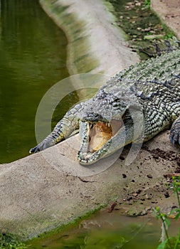 Crocodile resting near water with open mouth. Izmir, Turkey