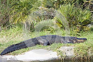 Crocodile resting quietly in the grass