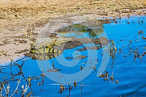 Crocodile resting in shallow water