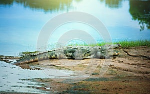 Crocodile resting on the shore