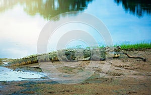 Crocodile resting on the shore