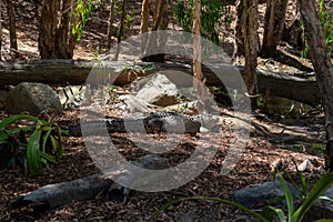 Crocodile resting on the shore HARTLEY’S CROCODILE ADVENTURES Cairns, Australia