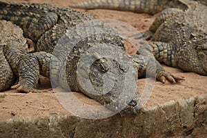 Crocodile resting in a zoo