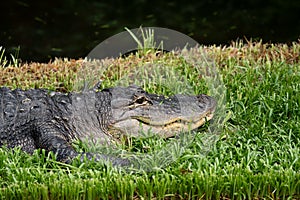 Crocodile rests in the grass at the Smithsonian National Zoo in Washington DC
