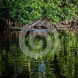 Crocodile Rests in Mangrove Roots