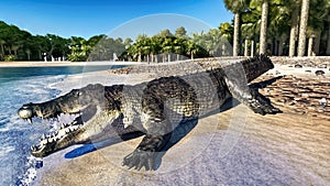 The crocodile rests by the river 3d rendering photo