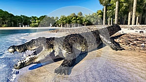 The crocodile rests by the river 3d rendering