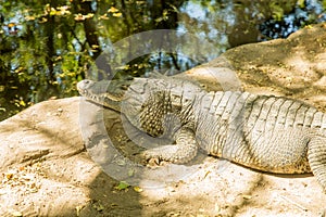 Crocodile at Zoologico Guadalajara photo