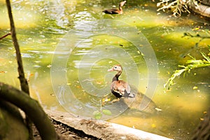 Duck at Zoologico Guadalajara photo