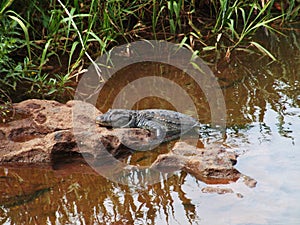 Crocodile on the Rio Iguazu River, Brazil photo