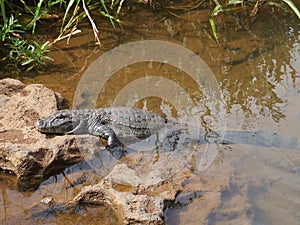 Crocodile on the Rio Iguazu River, Brazil photo