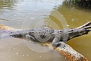 Crocodile in Rio Lagartos, nature reserve