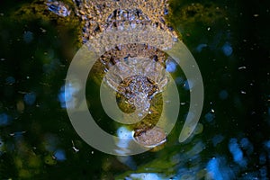 Crocodile in river. Alligator head closeup. Sharp teeth dangerous animal.