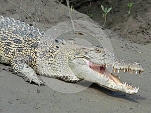 Crocodile on the river bank