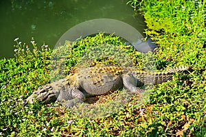 Crocodile on a river bank.