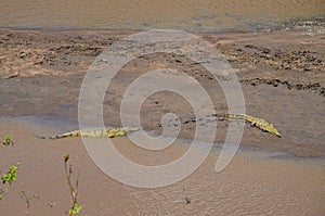 Crocodile on the river bank, Masai Mara, Kenya